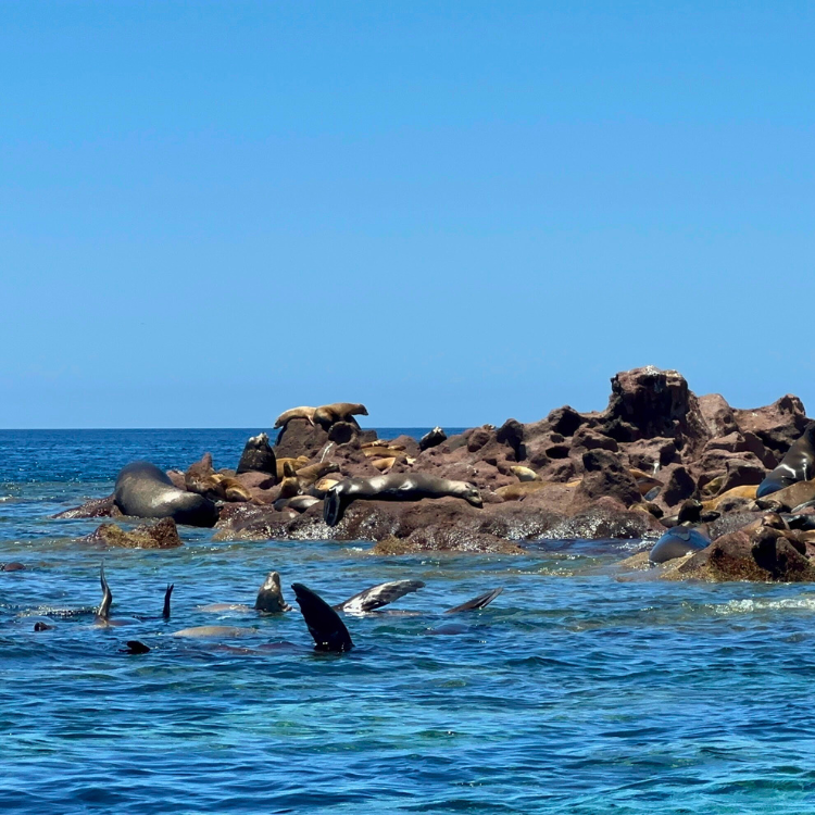 Experience Cabo San Lucas