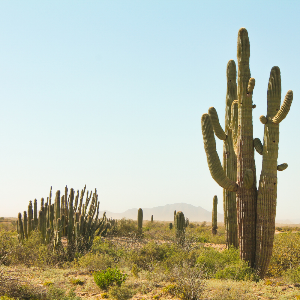 Experience Cabo San Lucas